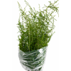 Asparagus Wilde