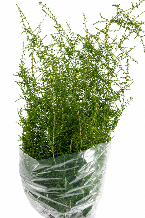 ASPARGUS WILDE