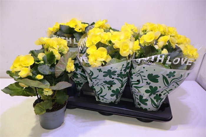 <h4>Beg Hl Blitz</h4>