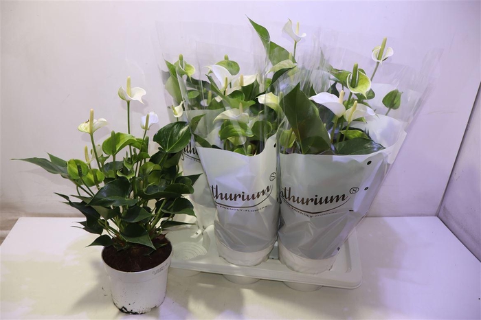 <h4>arr8 Anthu An White Champ</h4>