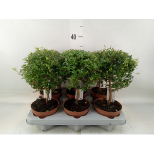 Myrtus communis