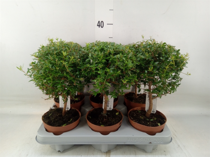 <h4>Myrtus communis</h4>
