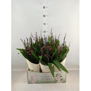 Burrageara  'Barrocco Red'