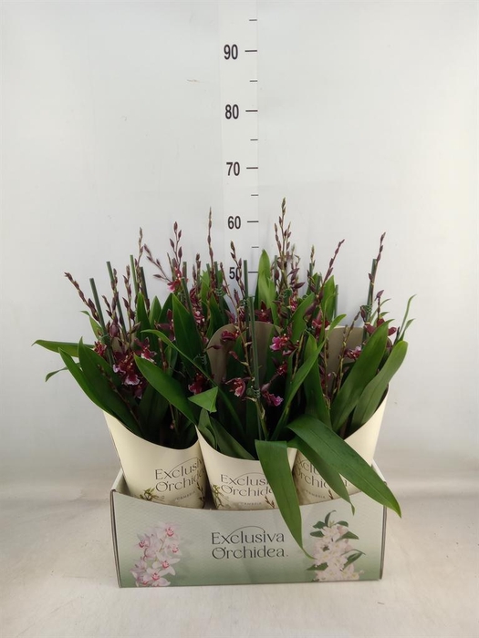 <h4>Burrageara  'Barrocco Red'</h4>