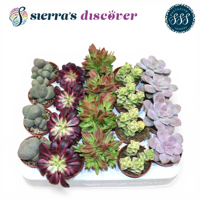 <h4>Discover® - Barcelona Succulents Mix (Exclusive)</h4>