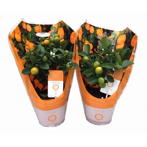 Citrus Calamondin mini-stem carry-bag