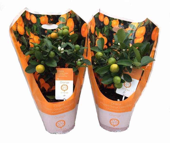 <h4>Citrus Calamondin mini-stem carry-bag</h4>