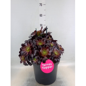 Aeonium arboreum 'Velours'