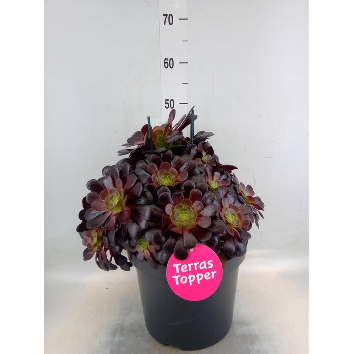 <h4>Aeonium arboreum 'Velours'</h4>