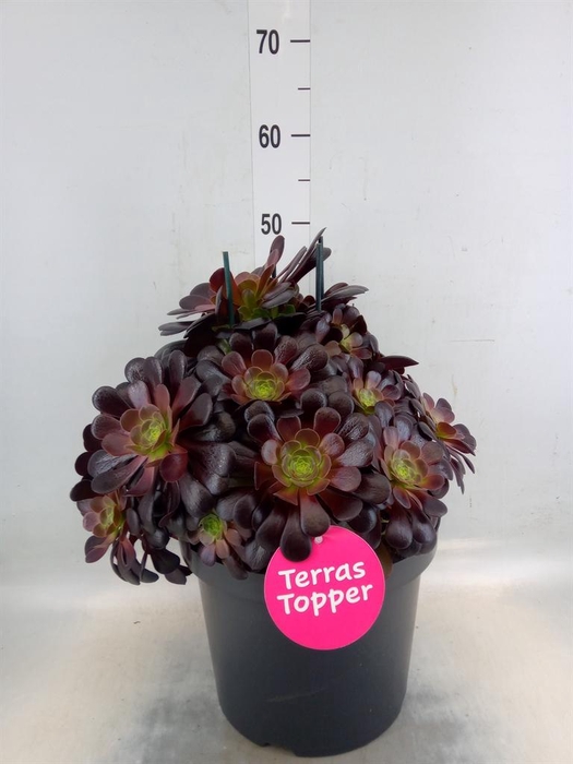 <h4>Aeonium arboreum 'Velours'</h4>