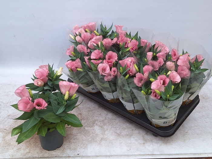 <h4>EUST BOLERO PINK</h4>