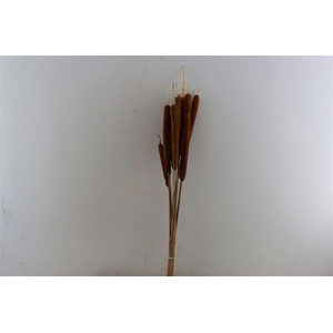 Dried Typha Natural 10pc Bunch