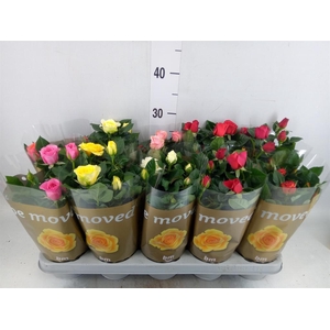 Rosa  'Beau Monde'   ...mix