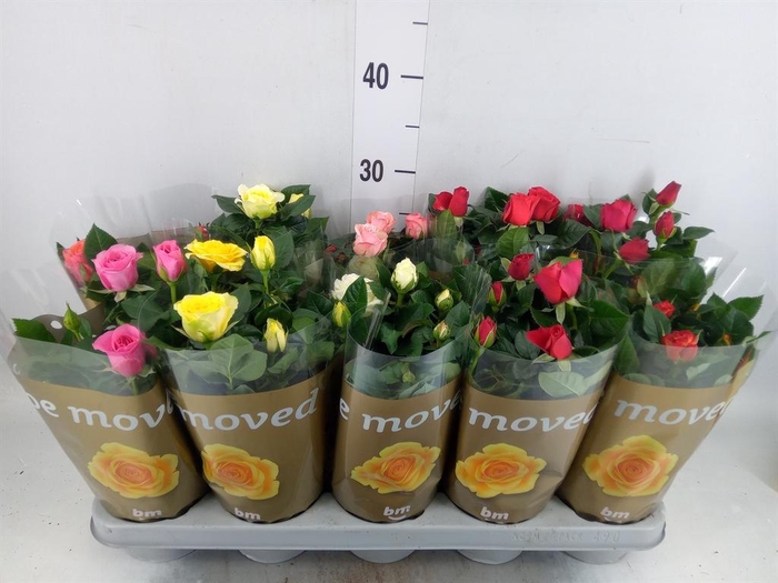 <h4>Rosa  'Beau Monde'   ...mix</h4>