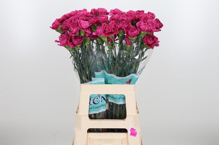 <h4>Di St Nobbio Circus</h4>