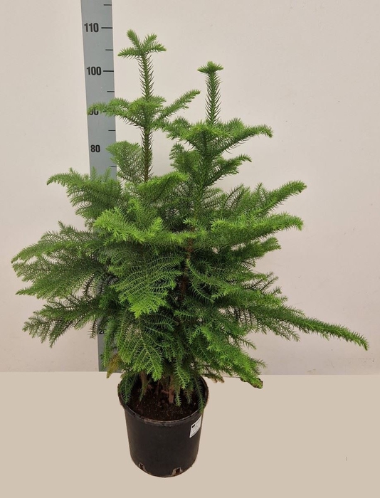 <h4>Araucaria heterophylla</h4>