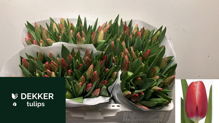 <h4>TU EN KUNG-FU</h4>