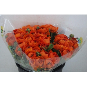 Ran Cloni Sup Mandarino