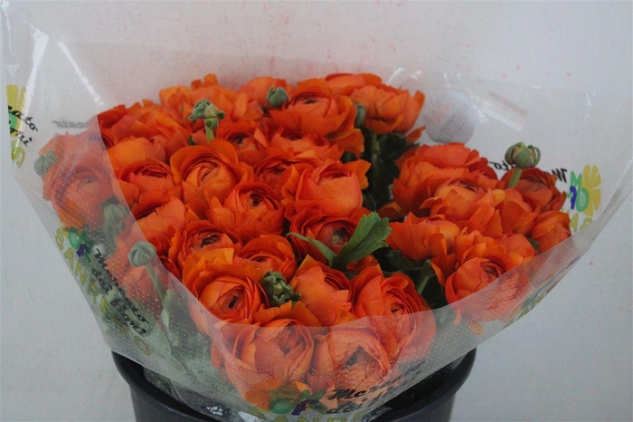 <h4>Ran Cloni Sup Mandarino</h4>