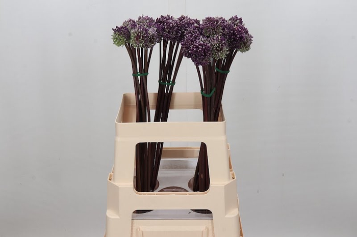 <h4>Allium Summer Drummer</h4>