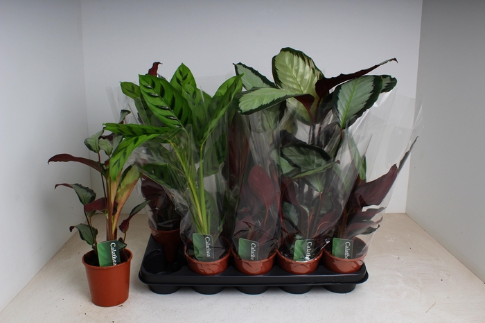 <h4>CALAT GEM 3 SRT</h4>