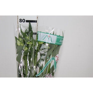 ALSTROEMERIA AKEMI 080 CM