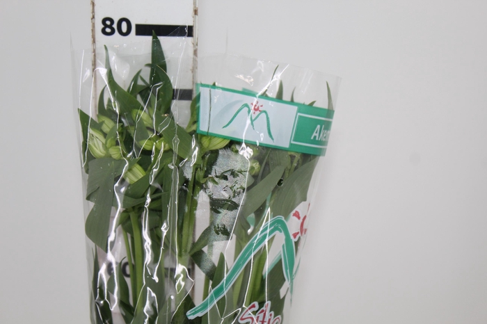 ALSTROEMERIA AKEMI 080 CM