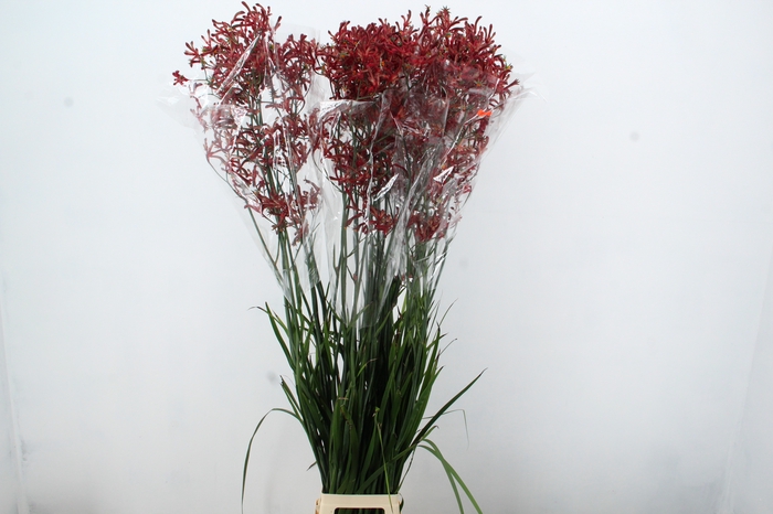 <h4>Anigoz Esmee 150cm</h4>