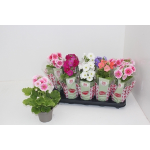 PRIM OB SWEETK A GEM