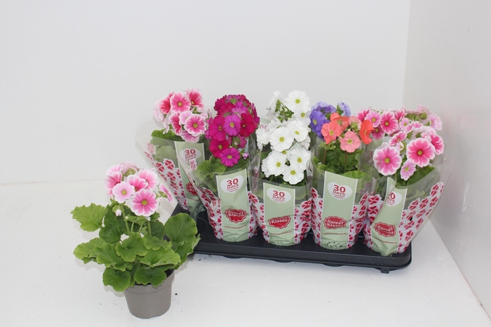 <h4>PRIM OB SWEETK A GEM</h4>