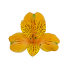 ALSTROEMERIA GYPSY 070 CM LARANJA