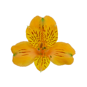 ALSTROEMERIA GYPSY 070 CM LARANJA
