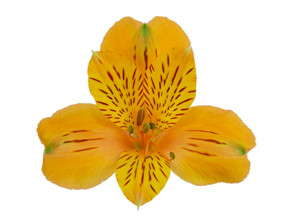 <h4>ALSTROEMERIA GYPSY 070 CM LARANJA</h4>