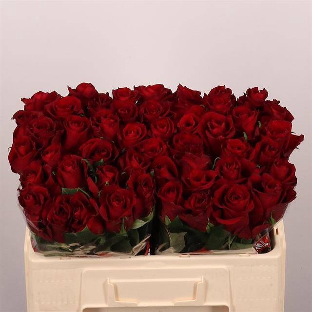 <h4>R GR EVER RED</h4>