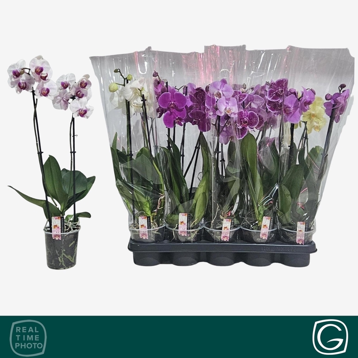 <h4>PHAL GEM 4 KL</h4>