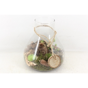 arr4 Amaryllis MB - Glas paris L x3