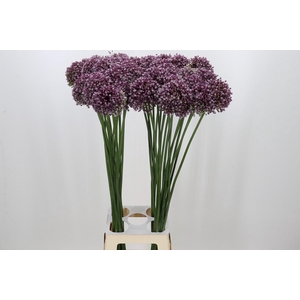 Allium Purple Mystery