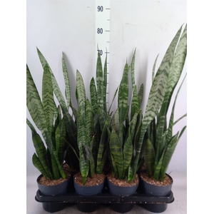 Sansevieria trifa. 'Black Coral'