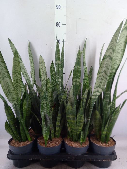 <h4>Sansevieria trifa. 'Black Coral'</h4>