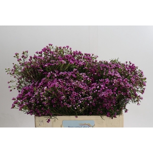 Chamelaucium Jupiter