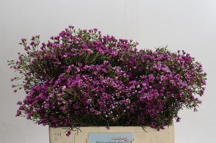 <h4>Chamelaucium Jupiter</h4>