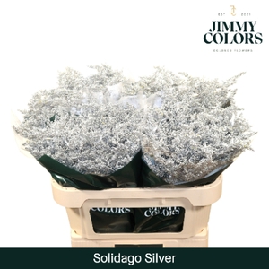 Solidago L70 Mtlc. zilver