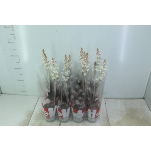 LUDISIA P08