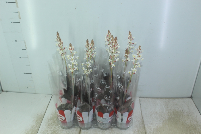 <h4>LUDISIA P08</h4>