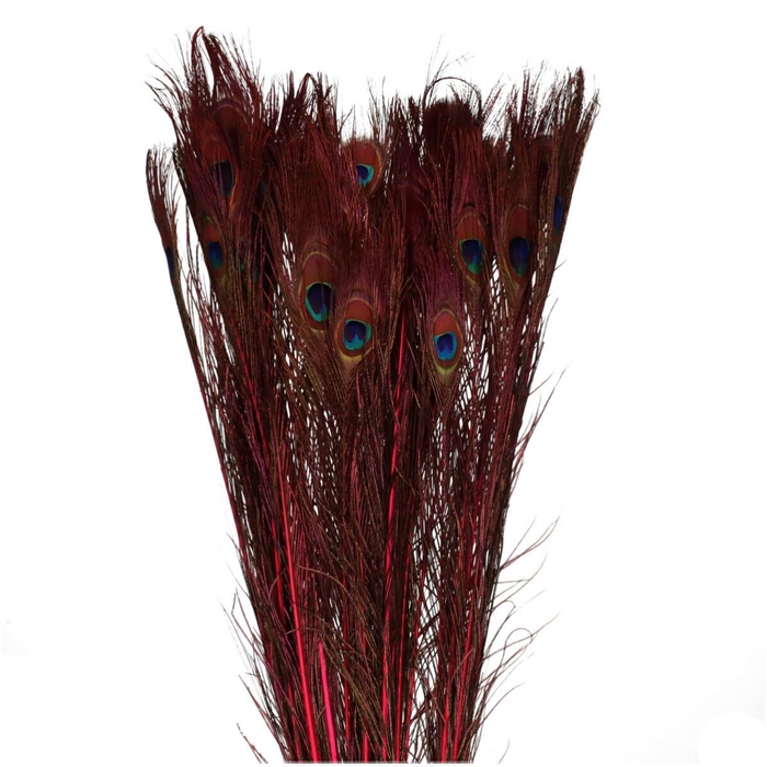 <h4>Veren Pauw 100cm</h4>