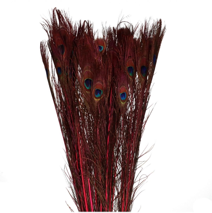 Veren Pauw 100cm