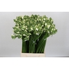 Ornithogalum Pilar