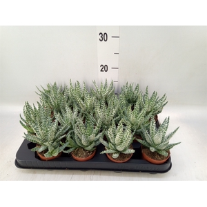 Aloe humilis