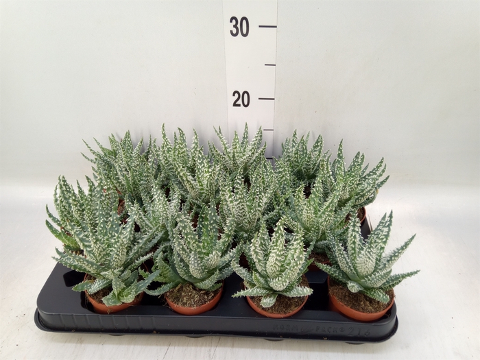 <h4>Aloe humilis</h4>