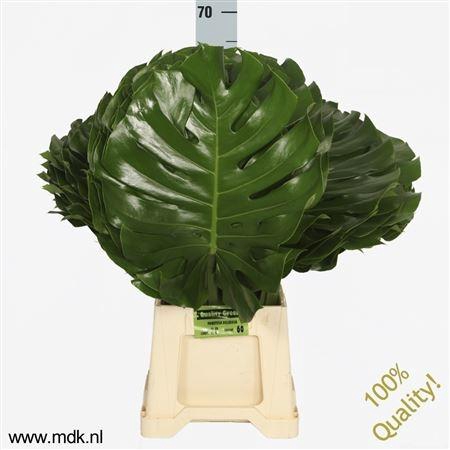 <h4>ŽAL MONSTERA BLAD 70CM</h4>